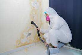 Best Basement Mold Removal  in Roseville, OH